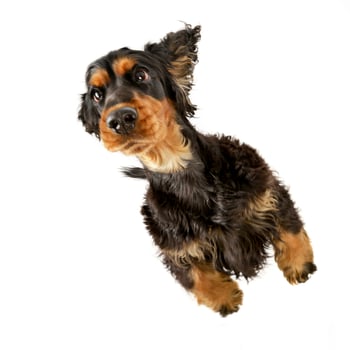 An adorable English Cocker Spaniel standing on two legs photo