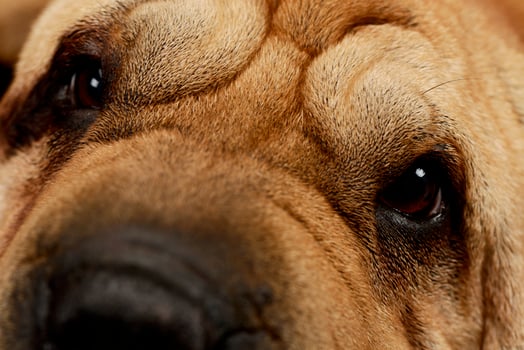 Closeup of an adorable Shar pei photo