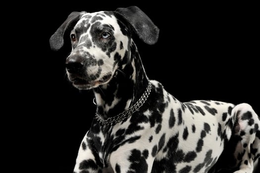 cute dalmatians lying in  black background photo studio