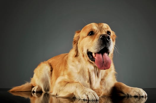 Studio shot of an adorable labrador retriever photo