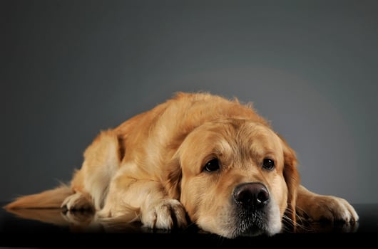 sweet Golden retriever enjoy photo shooting in studio