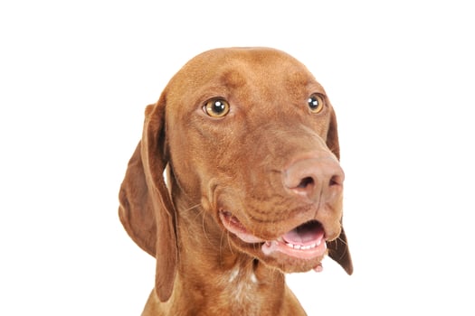 Portrait of an adorable magyar vizsla looking curiously photo