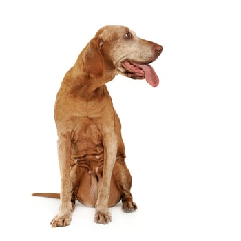 very old Hungarian Vizsla in a photo studio