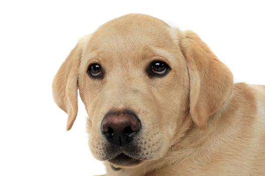 Portrait of an adorable Labrador Retriever puppy looking curiously at the camera photo