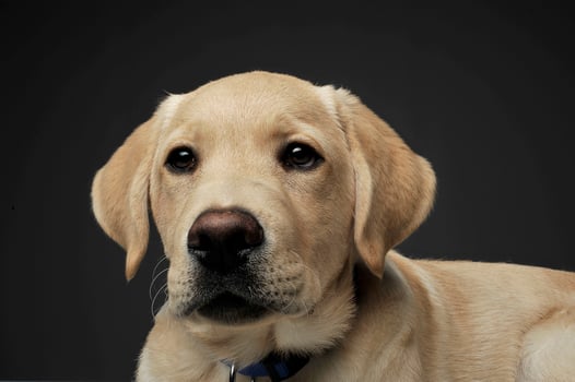 Portrait of an adorable Labrador Retriever puppy looking curiously at the camera photo