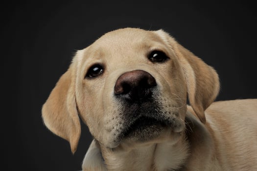 Portrait of an adorable Labrador Retriever puppy looking curiously at the camera photo