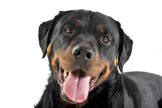 Rottweiler lying in the white studio floor photo