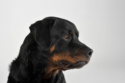 Portrait of an adorable Rottweiler puppy looking curiously photo