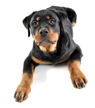 Rottweiler lying in the white studio floor photo