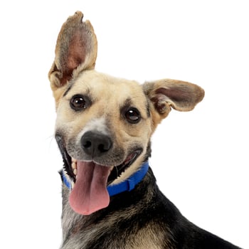 brown and black mixed breed dog in a white studio photo