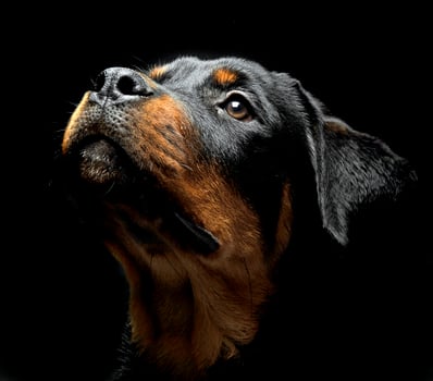 Rottweiler portrait in the balck photo studio