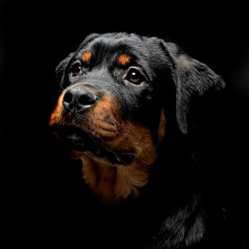Rottweiler portrait in the balck photo studio