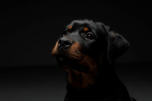 Portrait of an adorable Rottweiler puppy looking curiously photo