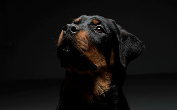 Portrait of an adorable Rottweiler puppy looking up curiously photo
