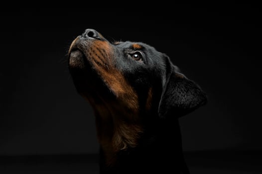 Portrait of an adorable Rottweiler puppy looking up curiously photo
