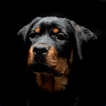 Rottweiler portrait in the balck photo studio