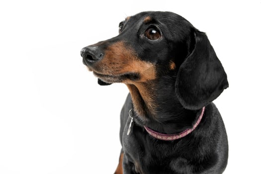 Portrait of an adorable short haired Dachshund looking curiously photo