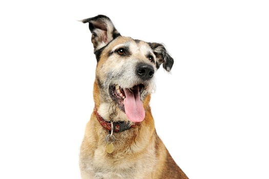 Portrait of an adorable mixed breed dog looking satisfied photo