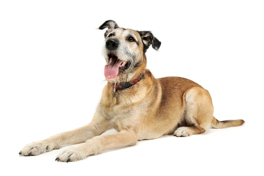 Studio shot of an adorable mixed breed dog lying and looking up curiously photo