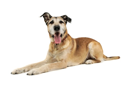 Studio shot of an adorable mixed breed dog looking curiously at the camera photo