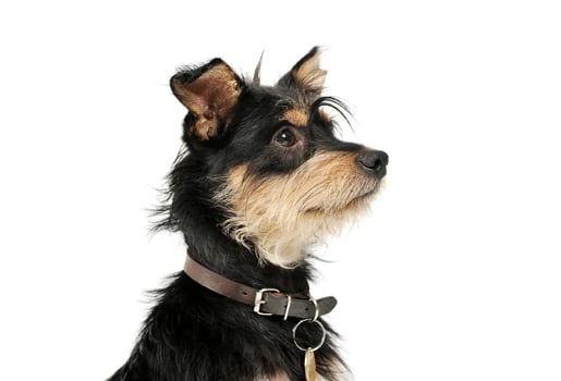 Portrait of an adorable mixed breed dog looking up curiously photo