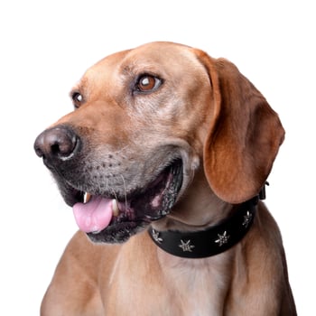Studio shot of an adorable mixed breed dog photo