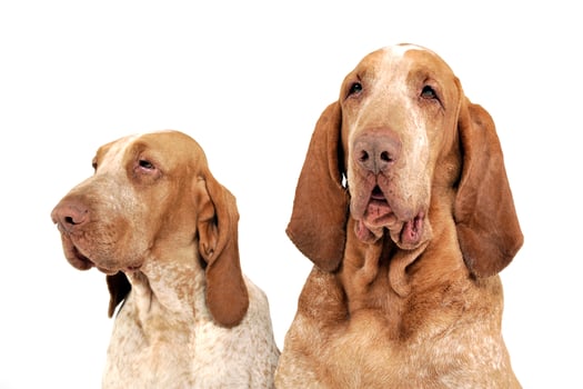 Group of Bracco Italiano feeling good in a white photo studio