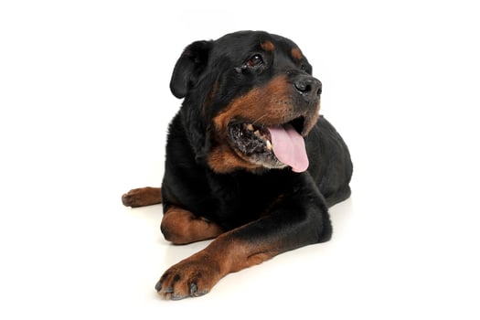 Studio shot of an adorable Rottweiler lying on white background photo