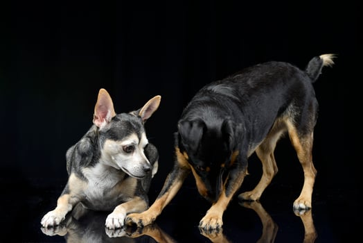 Studio shot of two adorable mixed breed dog photo