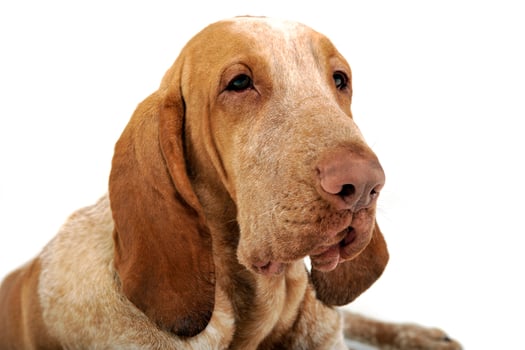 Bracco italiano portrait in a white background photo