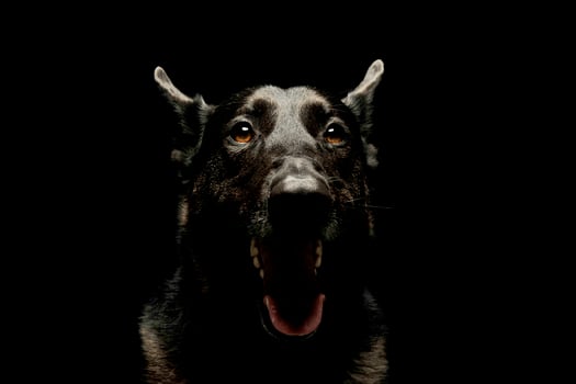 Portrait of an adorable german shepherd photo