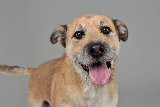 Brown color wired hair mixed breed dog in a grey studio photo