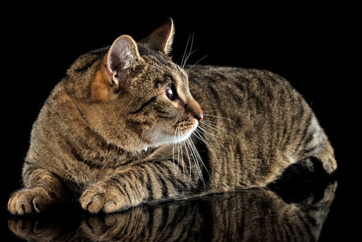 domestic cat posing in a dark studio photo
