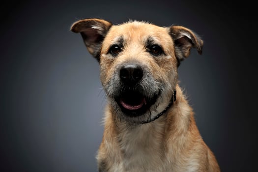 Brown color wired hair mixed breed dog in a grey studio photo