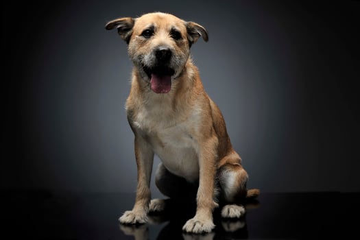 Brown color wired hair mixed breed dog in a grey studio photo