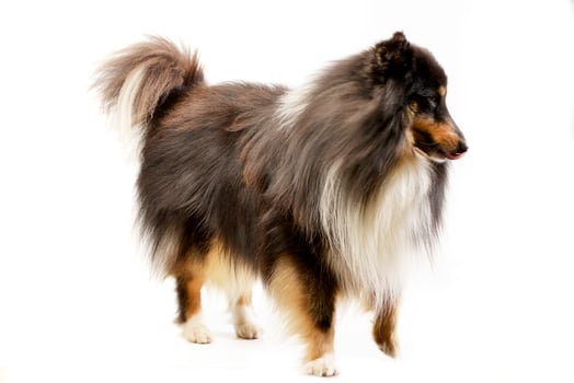 Studio shot of an adorable Sheltie photo
