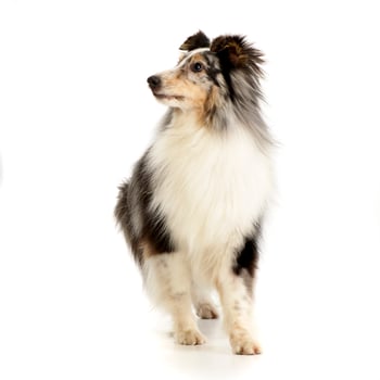 Studio shot of an adorable Sheltie photo