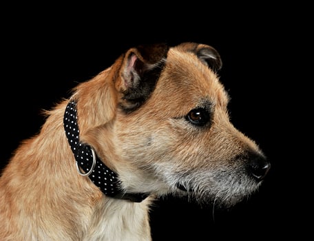 Mixed breed brown funny dog in a dark studio photo