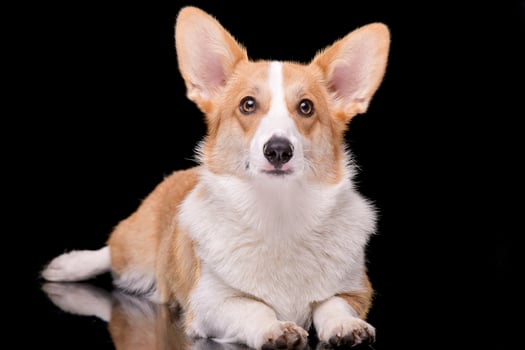 Studio shot of a young, adorable Corgie - isolated on black photo