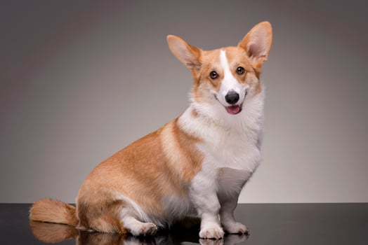 Studio shot of a young, adorable Corgie - isolated on grey photo