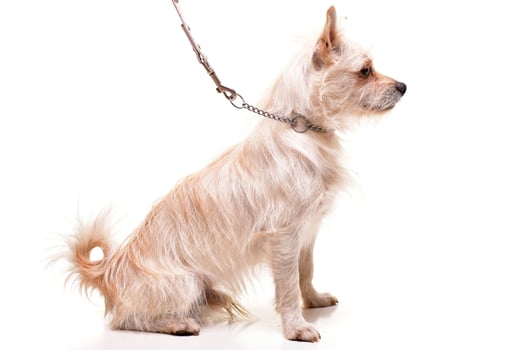 Studio shot of an adorable mixed breed dog photo