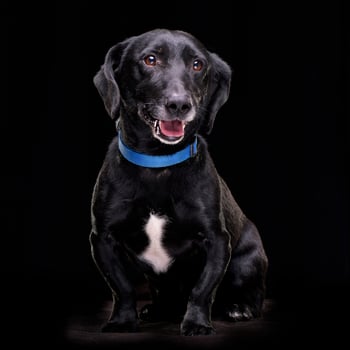 Studio shot of an adorable mixed breed dog photo