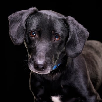 Portrait of an adorable mixed breed dog photo