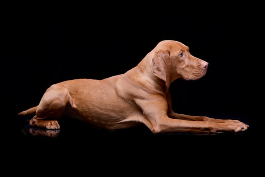 Studio shot of an adorable hungarian vizsla photo