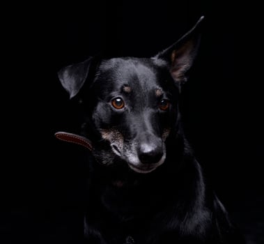 Studio shot of an adorable mixed breed dog photo