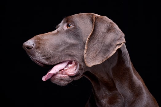Portrait of an adorable deutsch kurzhaar photo