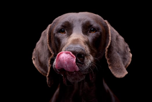 Portrait of an adorable deutsch kurzhaar photo