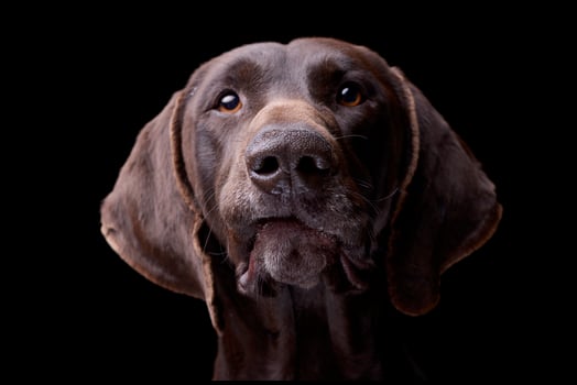 Portrait of an adorable deutsch kurzhaar photo