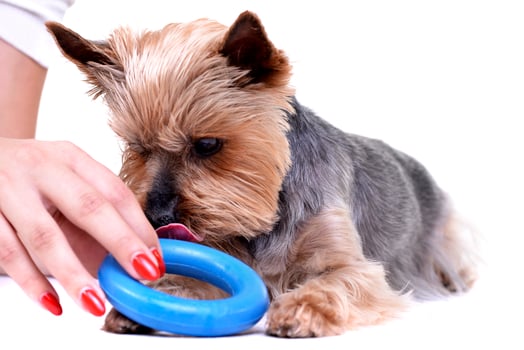A cute Yorkshire Terrier with a blue rubber ring photo