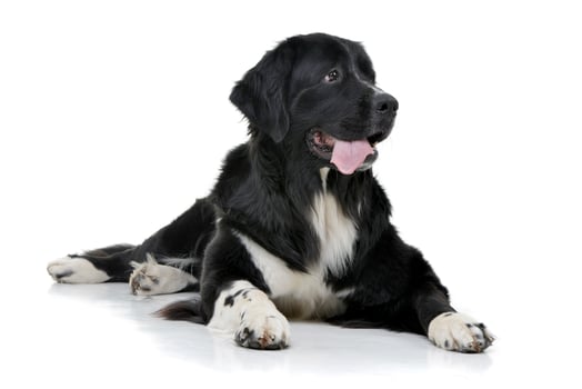 Studio shot of an adorable mixed breed dog photo